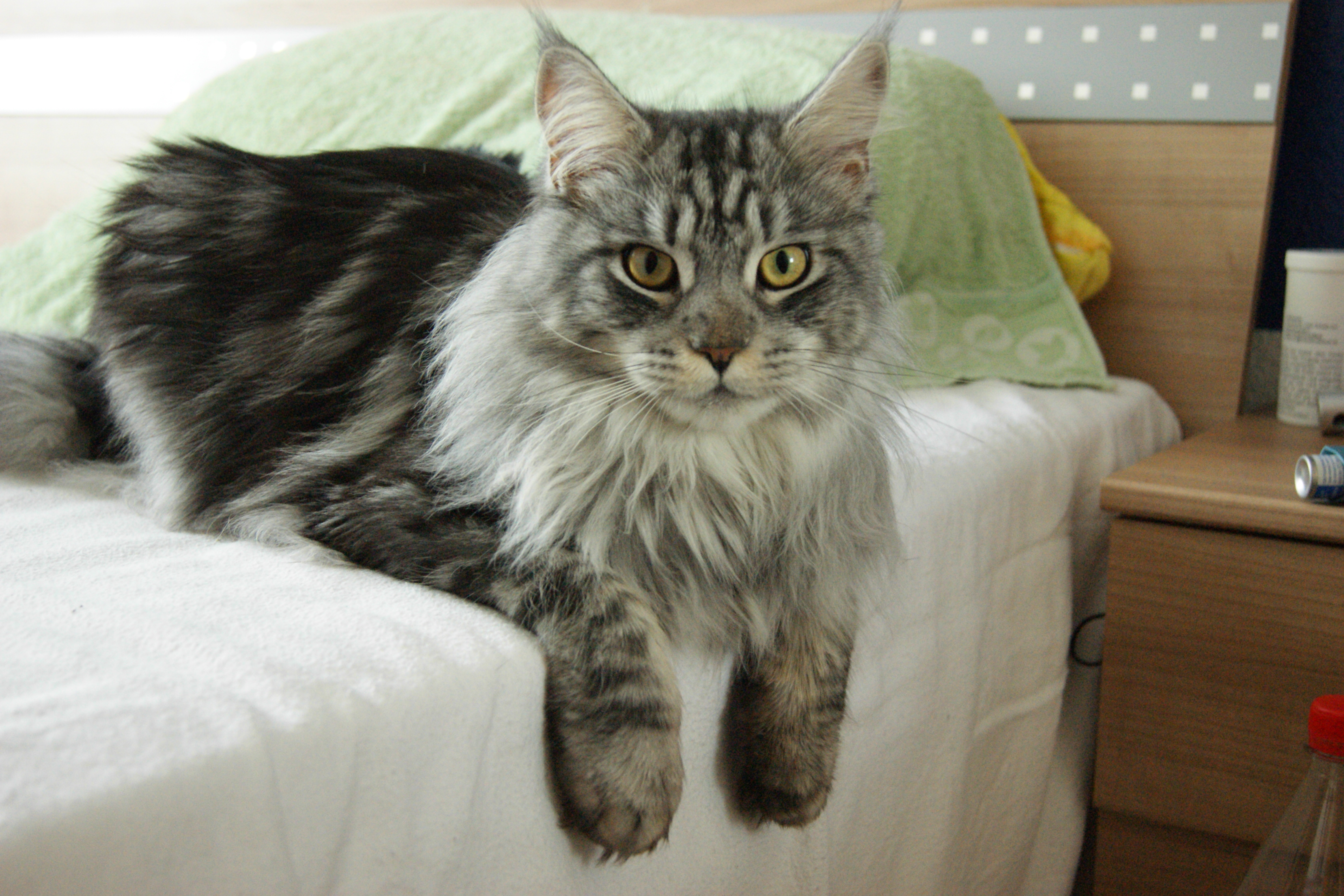 Photo Maine Coon - Cat Breed