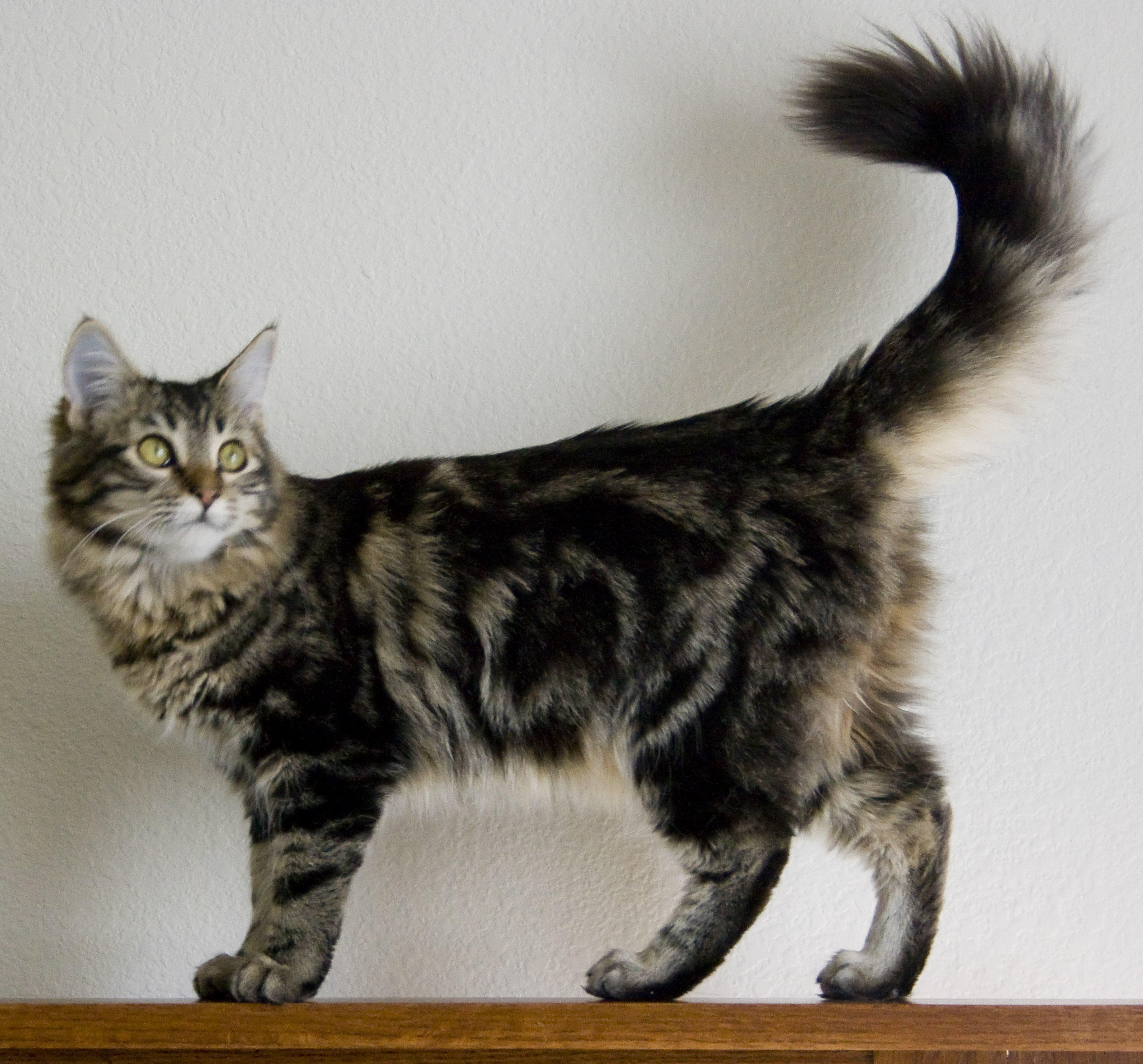 Maine Coon - Cat Breed photo 