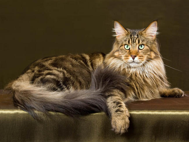 Maine Coon - Cat Breed wallpaper