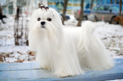 Pretty Maltese - Dog Breed