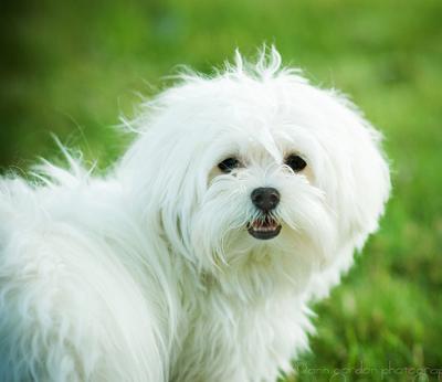 Cute Maltese - Dog Breed