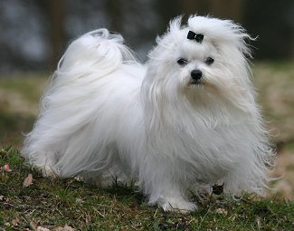Photo Maltese - Dog Breed
