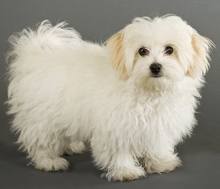 Maltese - Dog Breed photo 