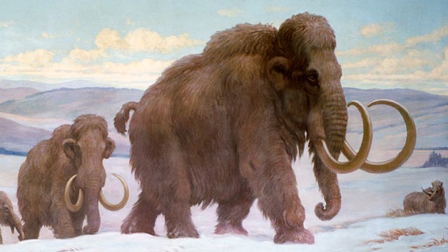 Wallpaper Mammoth