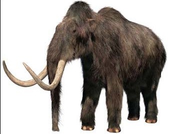 Mammoth photo 