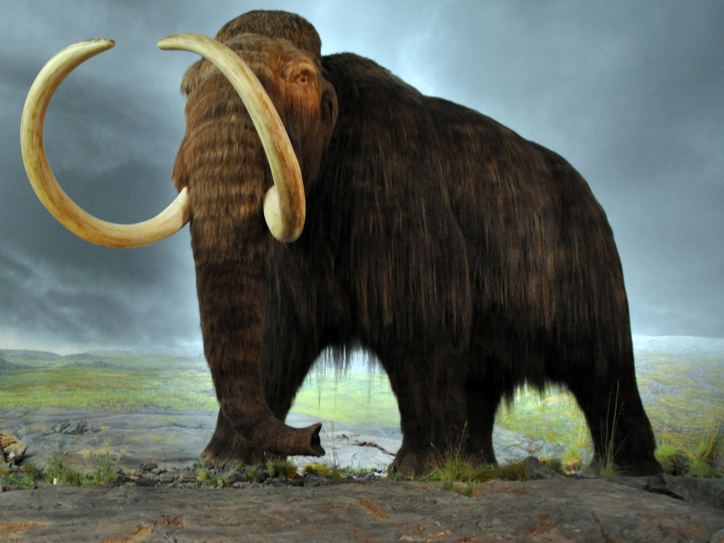 Mammoth wallpaper