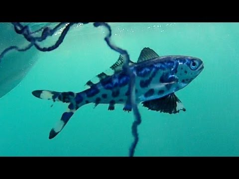 Pretty Man-of-war fish