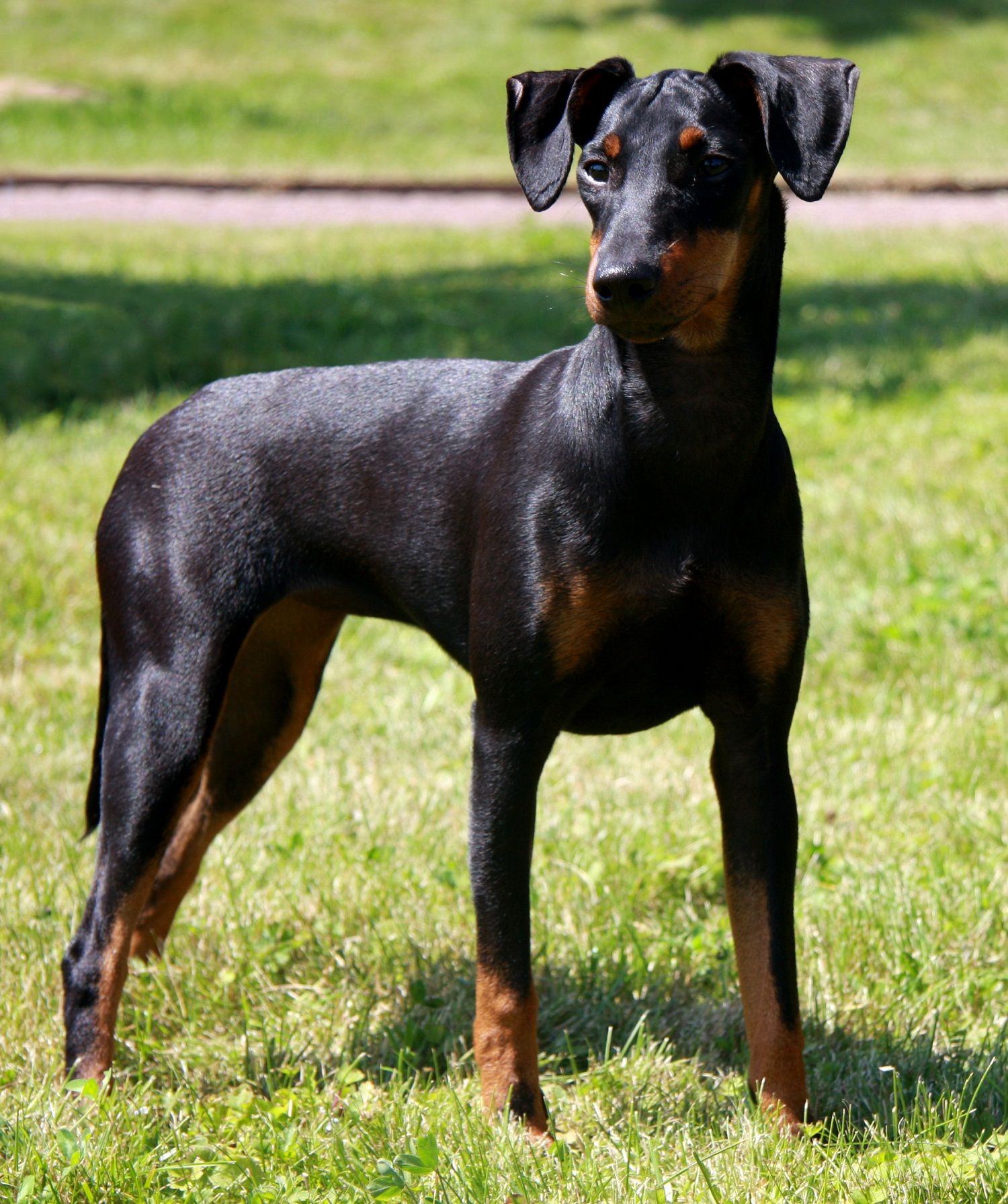 Cool Manchester Terrier - Dog Breed