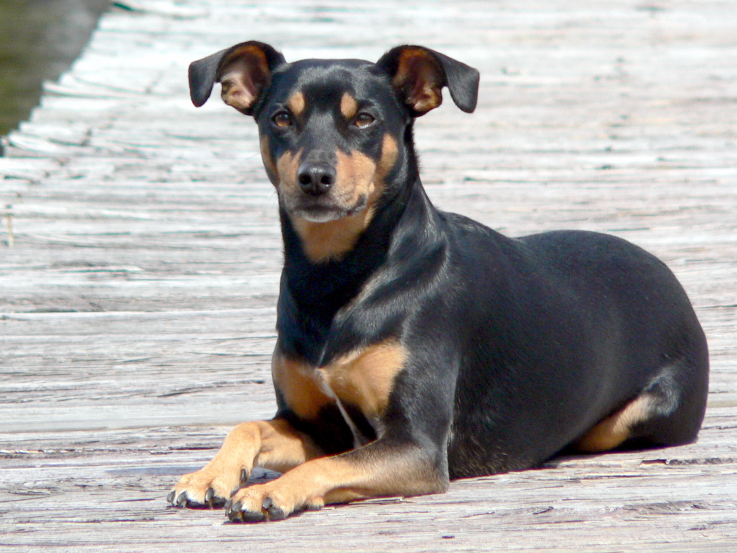Pretty Manchester Terrier - Dog Breed