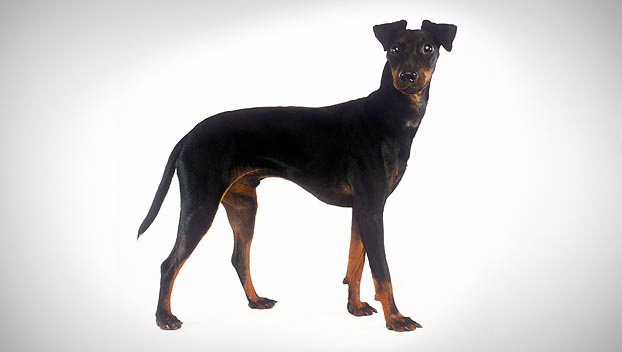 Cute Manchester Terrier - Dog Breed