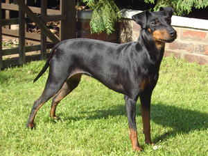 Photo Manchester Terrier - Dog Breed