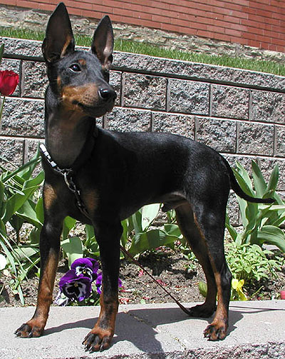 Manchester Terrier - Dog Breed photo 