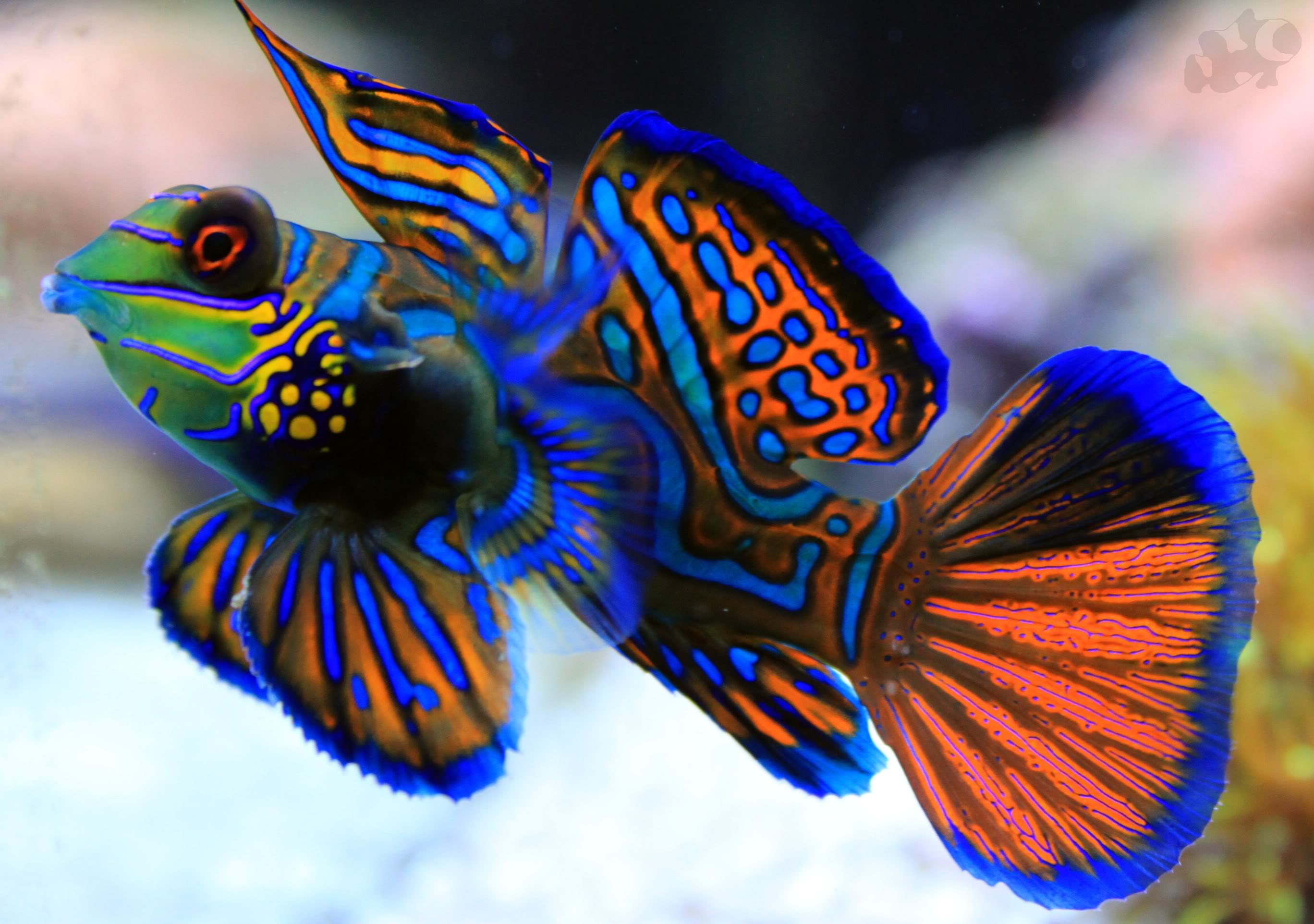 Pretty Mandarinfish
