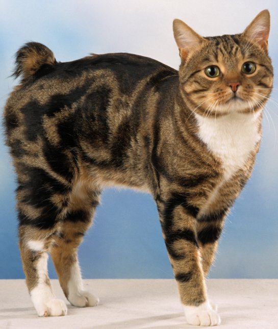 Manx Cat - Cat Breed