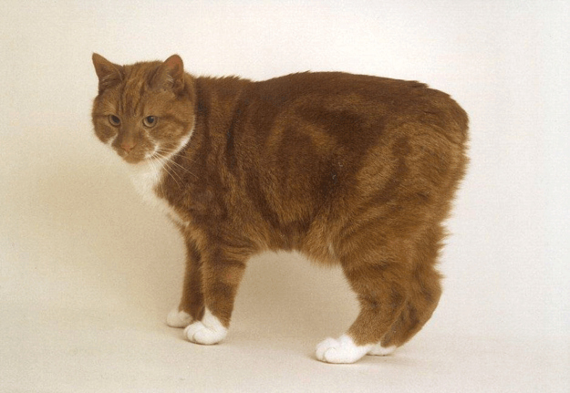 Cool Manx Cat - Cat Breed