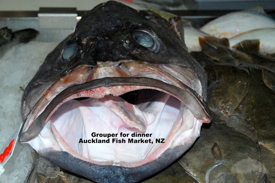 Pretty Maori chief fish