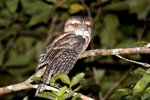 Pretty Marbled frogmouth