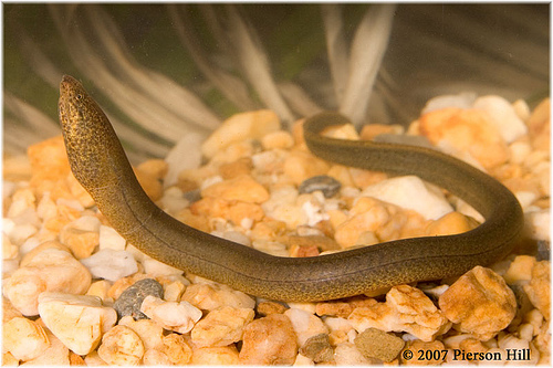 Pretty Marbled swamp eel