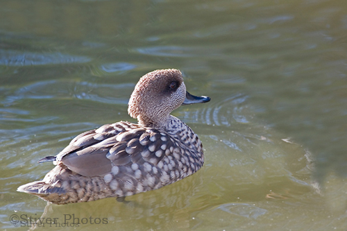 Pretty Marbled teal