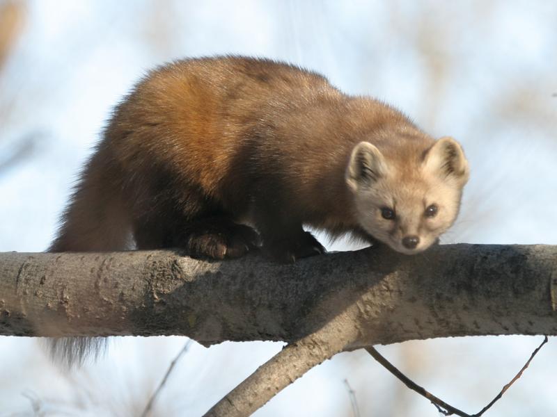 Nice Marten and Fisher