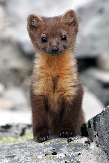 Cool Marten and Fisher