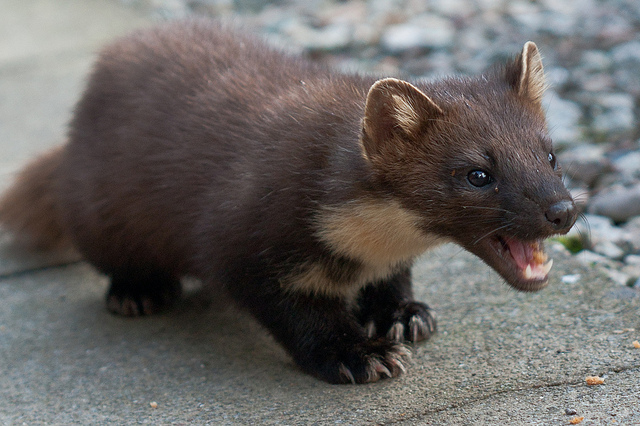 Cute Marten and Fisher