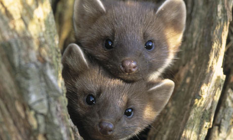 Marten and Fisher photo 