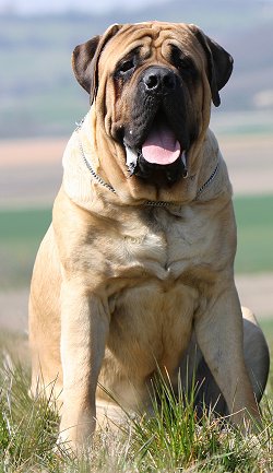Mastiff - Dog Breed photo 