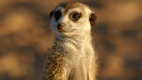 Cool Meerkat