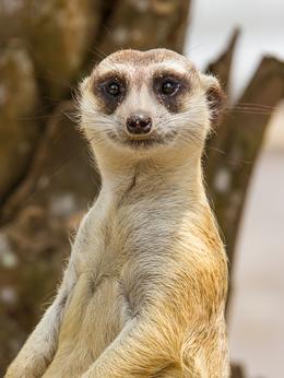 Cute Meerkat