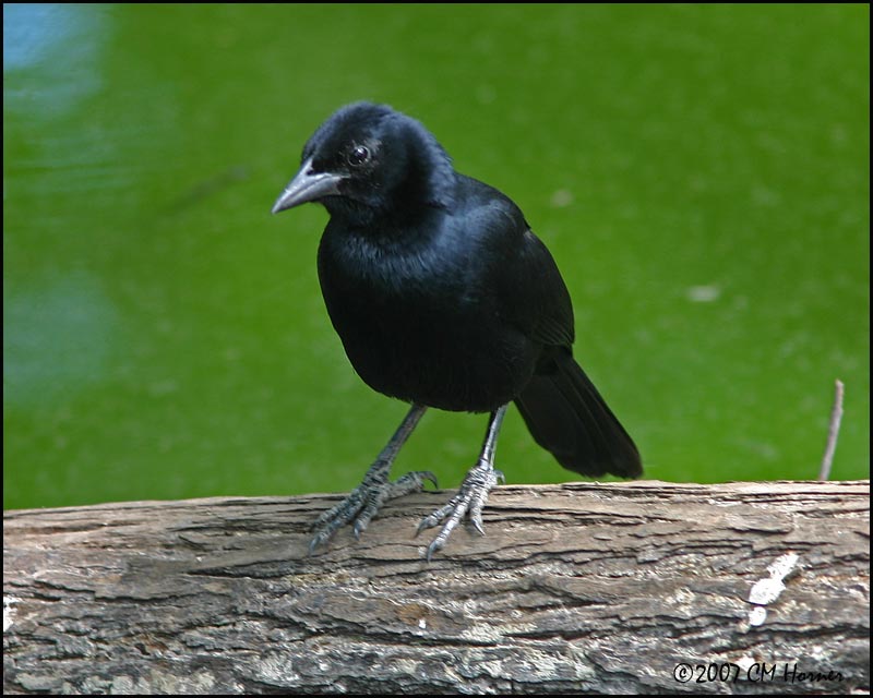 Pretty Melodious blackbird