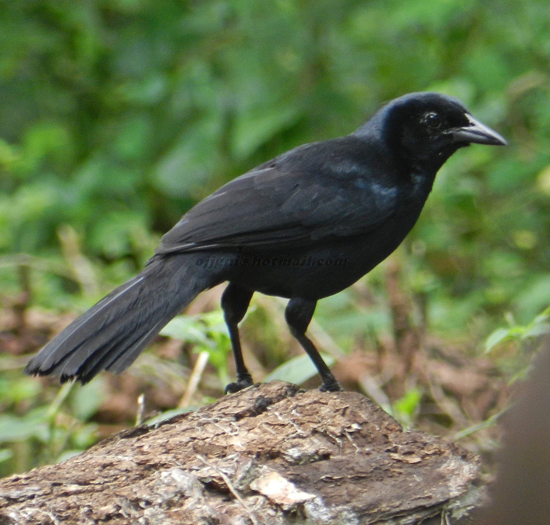 Pretty Melodious blackbird