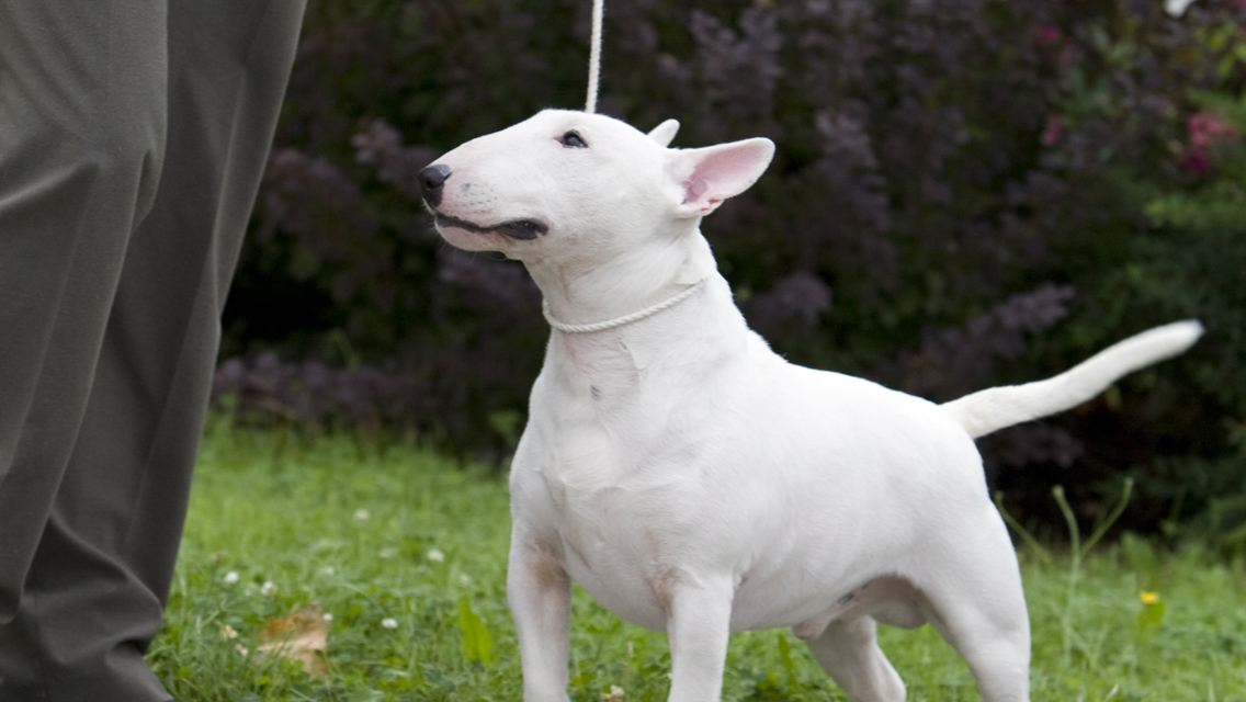 Miniature Bull Terrier - Dog Breed photo 