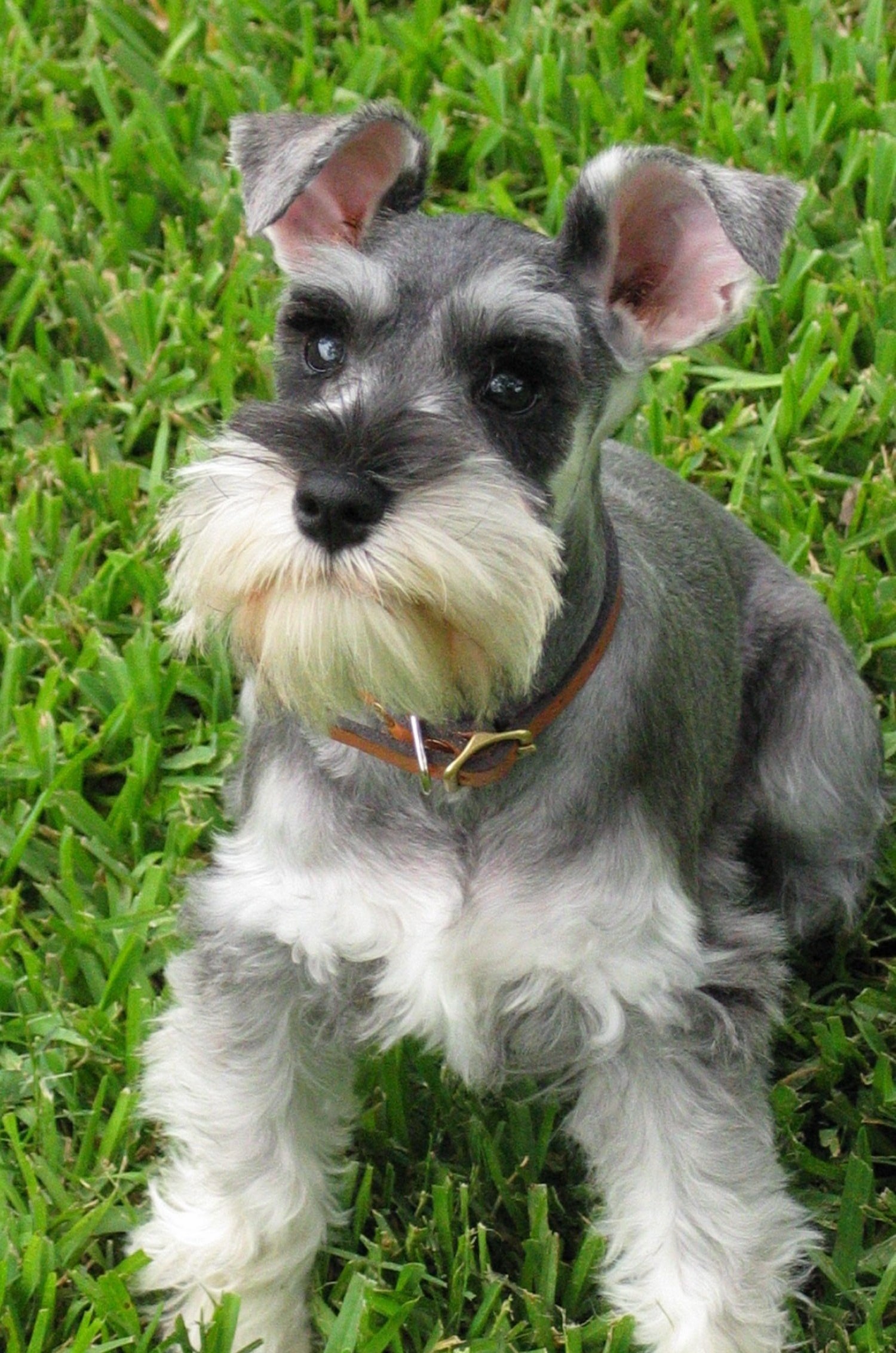 Pretty Miniature Schnauzer - Dog Breed