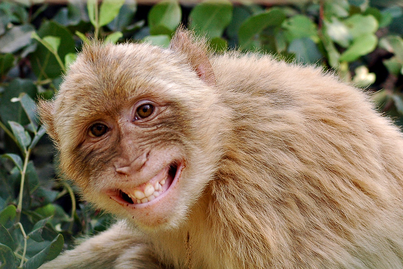 Photo Monkey