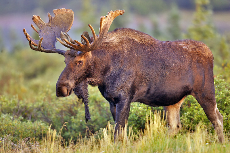 Moose photo 
