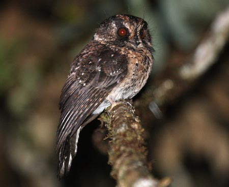 Pretty Mountain owlet-nightjar