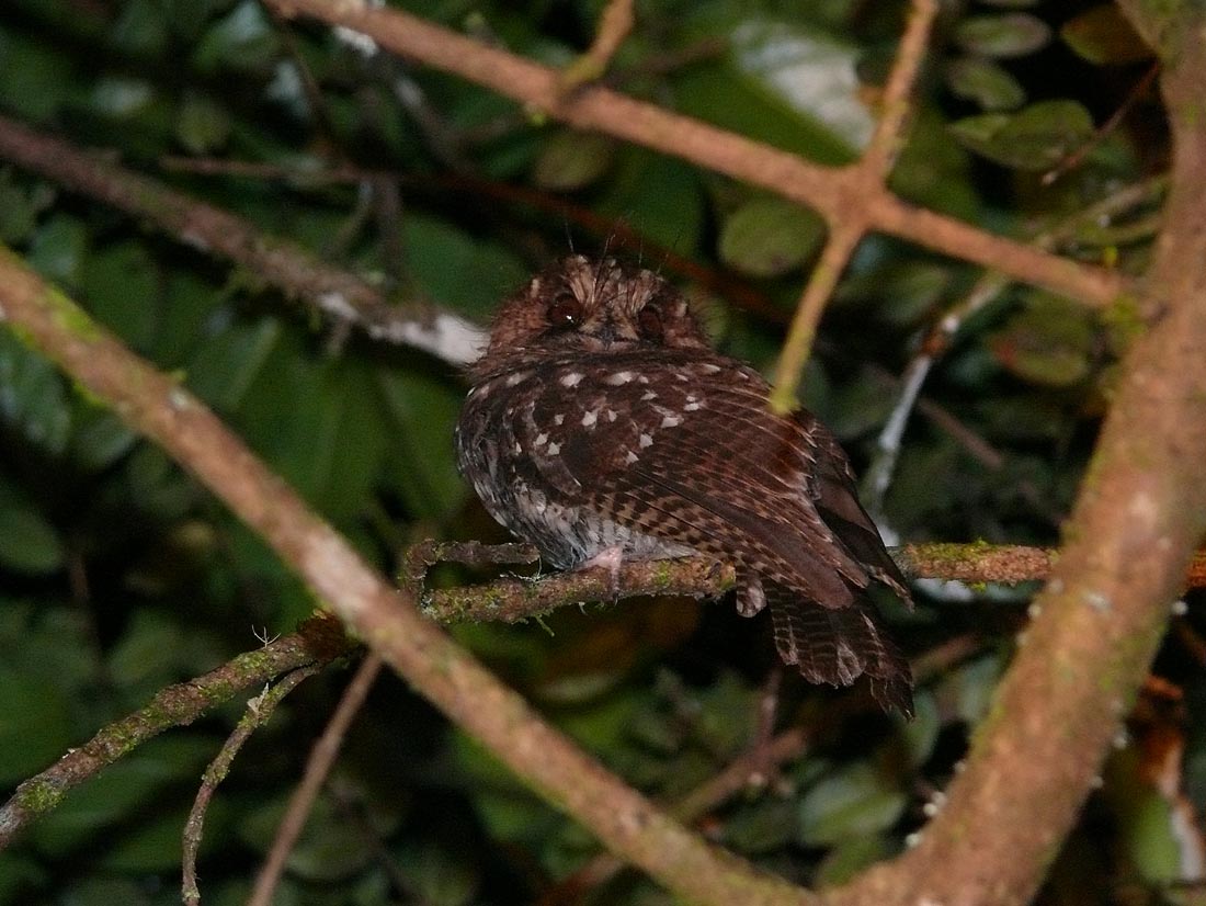 Pretty Mountain owlet-nightjar