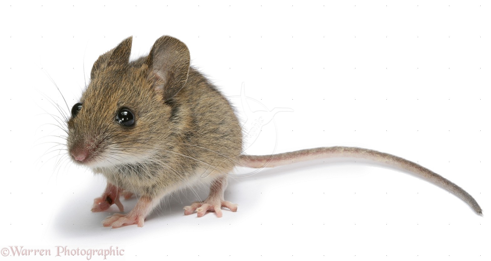 Nice Mice and rats
