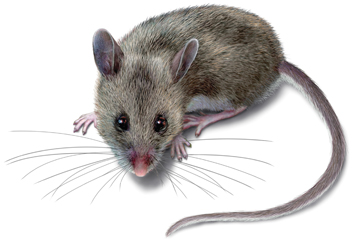 Pretty Mice and rats