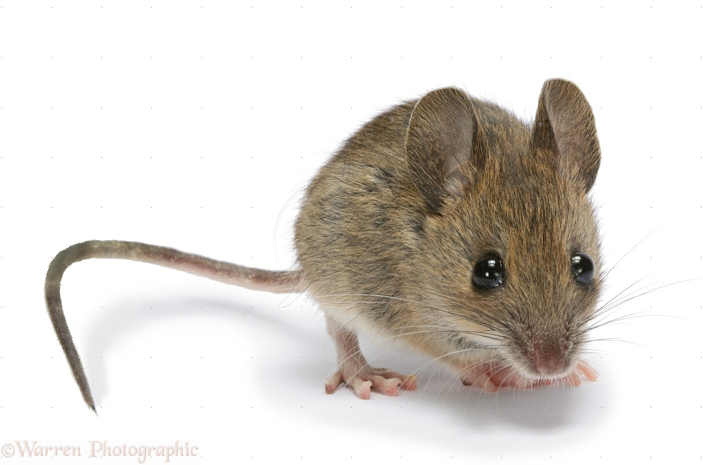 Wallpaper Mice and rats