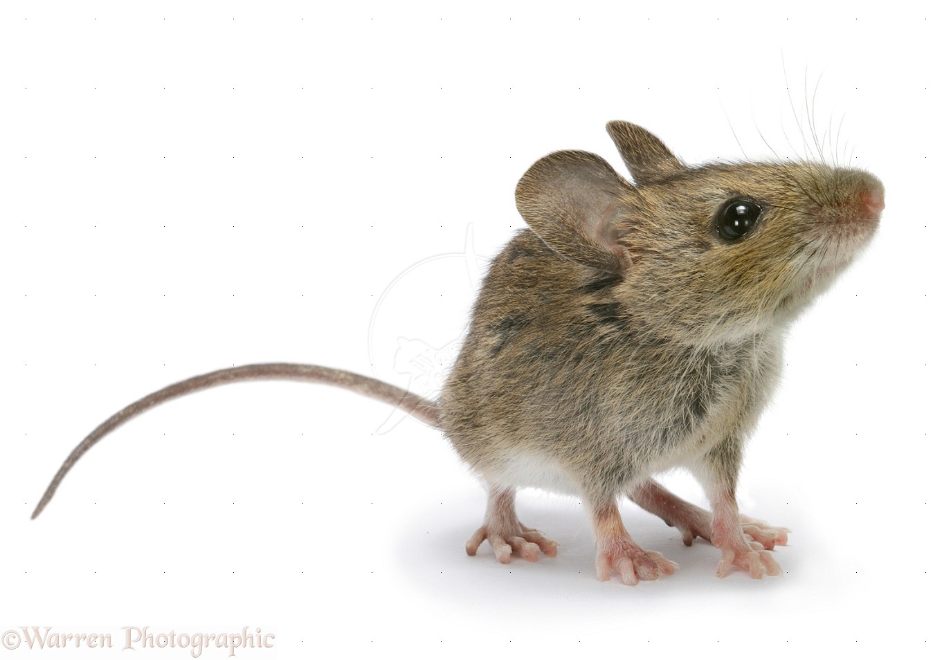 Photo Mice and rats