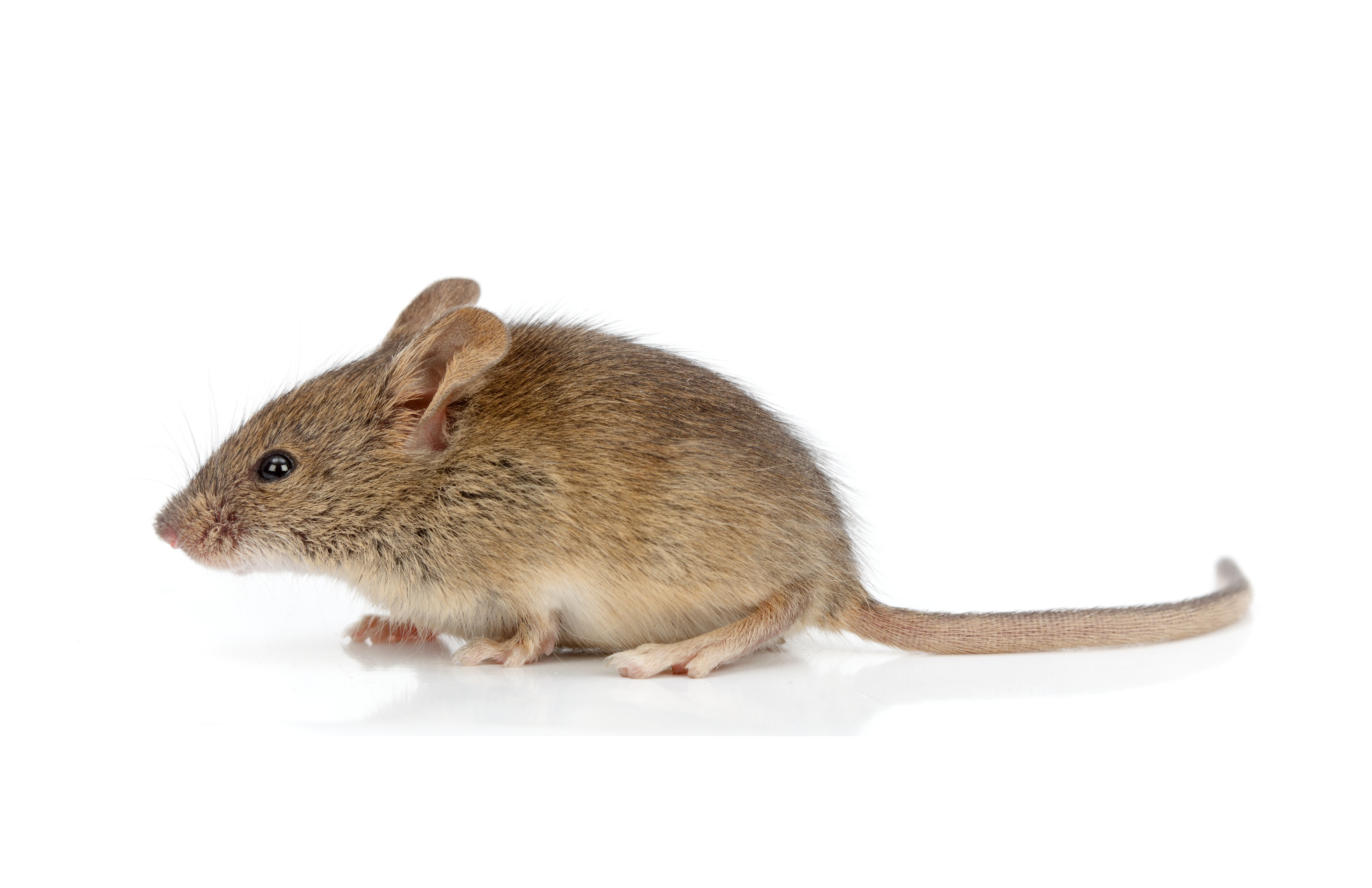 Mice and rats photo 
