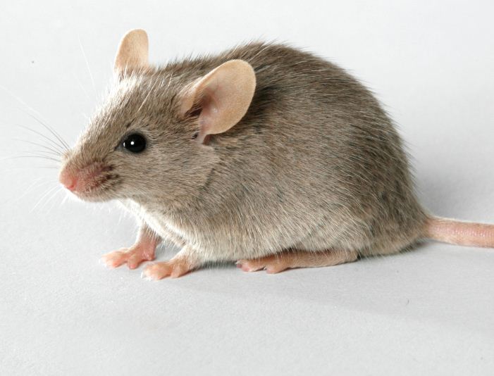 Mice and rats wallpaper