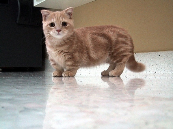 Cute Munchkin Cat - Cat Breed