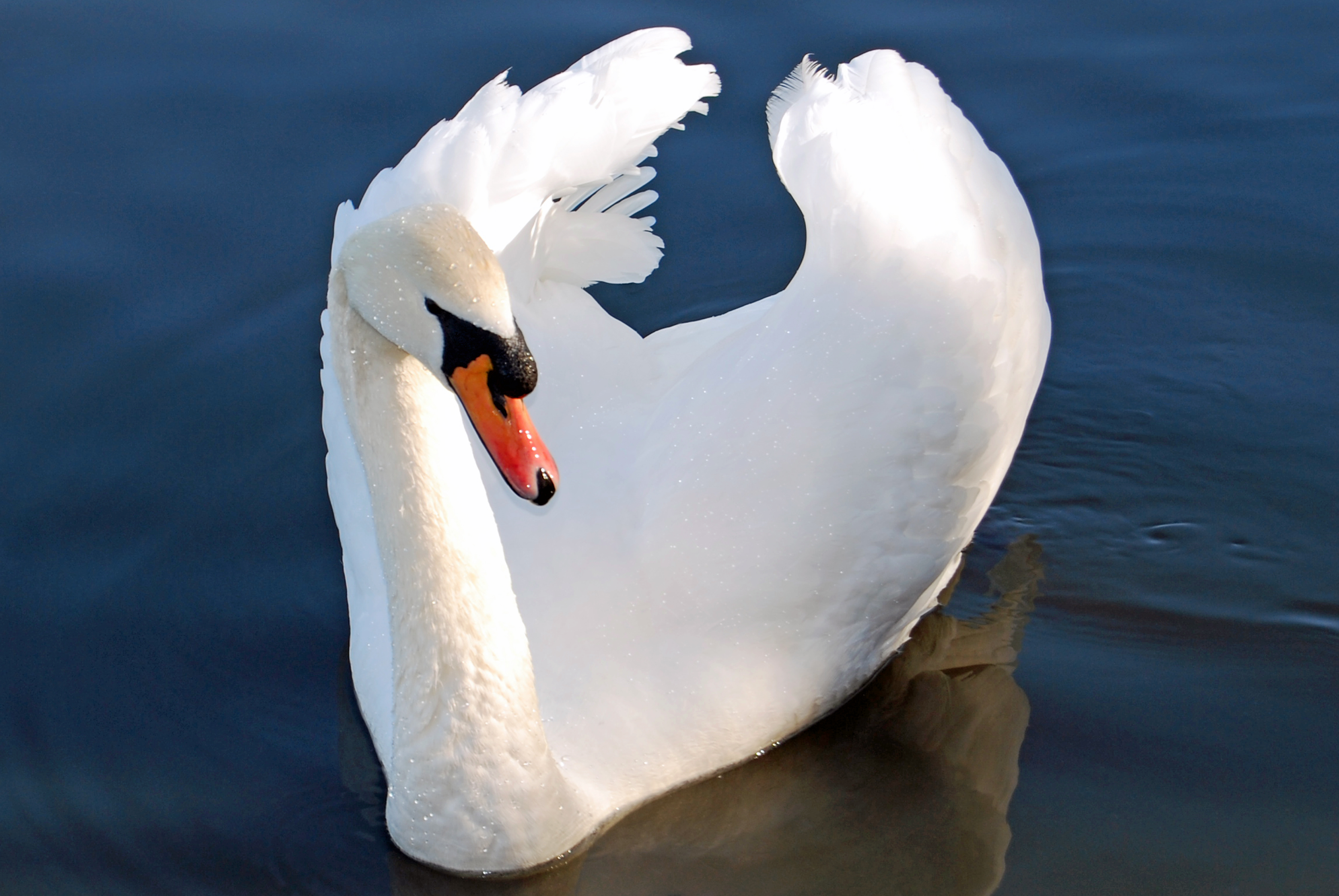 Pretty Mute swan