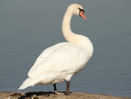 Pretty Mute swan