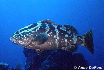 Pretty Nassau grouper