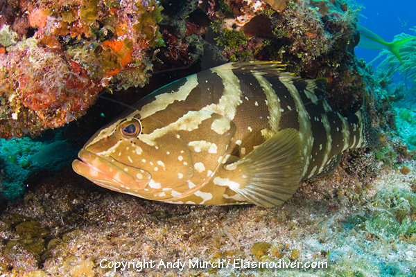 Pretty Nassau grouper