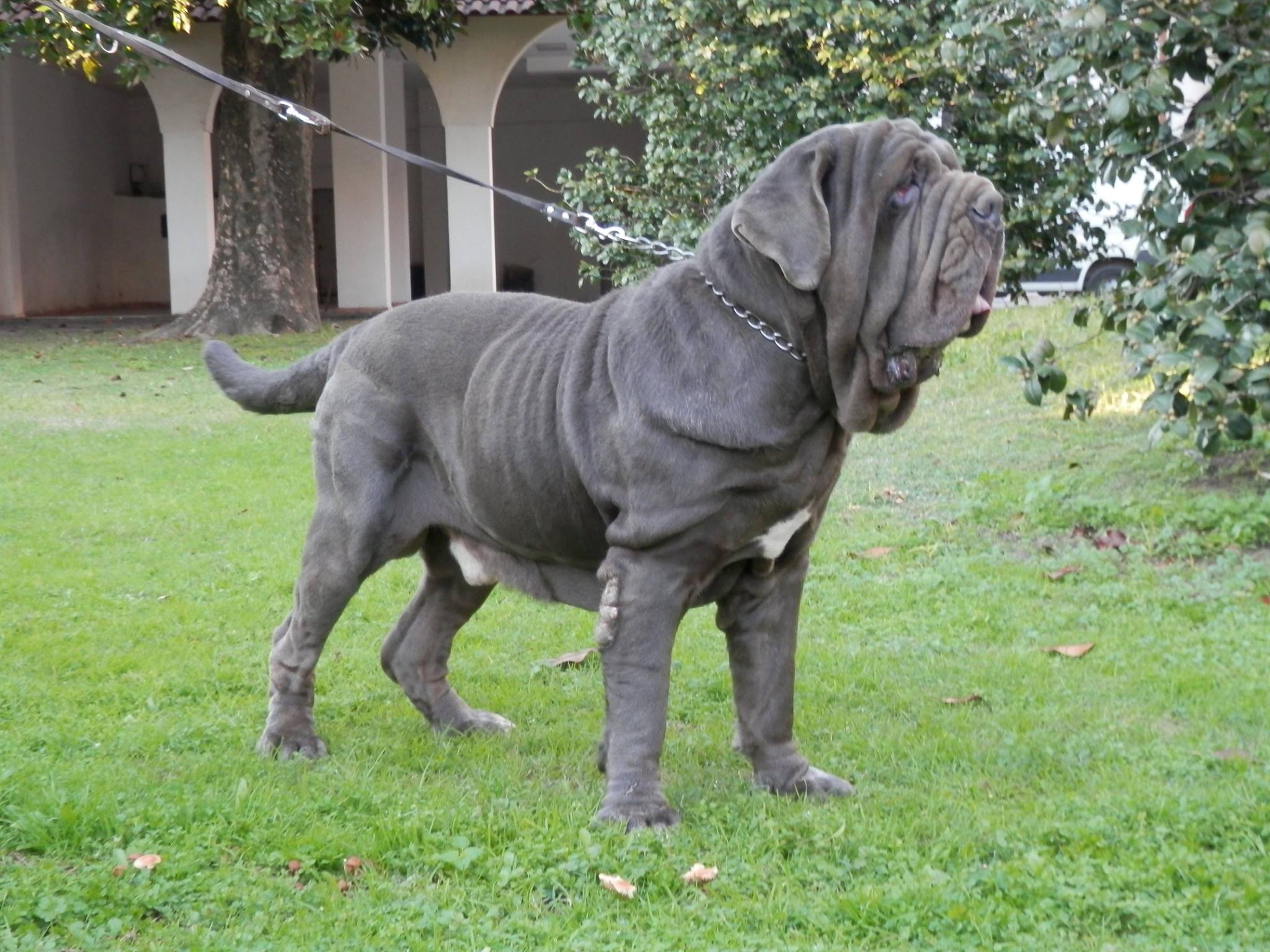 Neapolitan Mastiff - Dog Breed